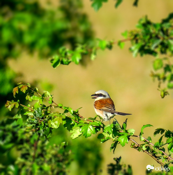 Tövisszúró gébics