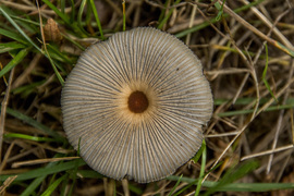 Gomba felülnézetből!