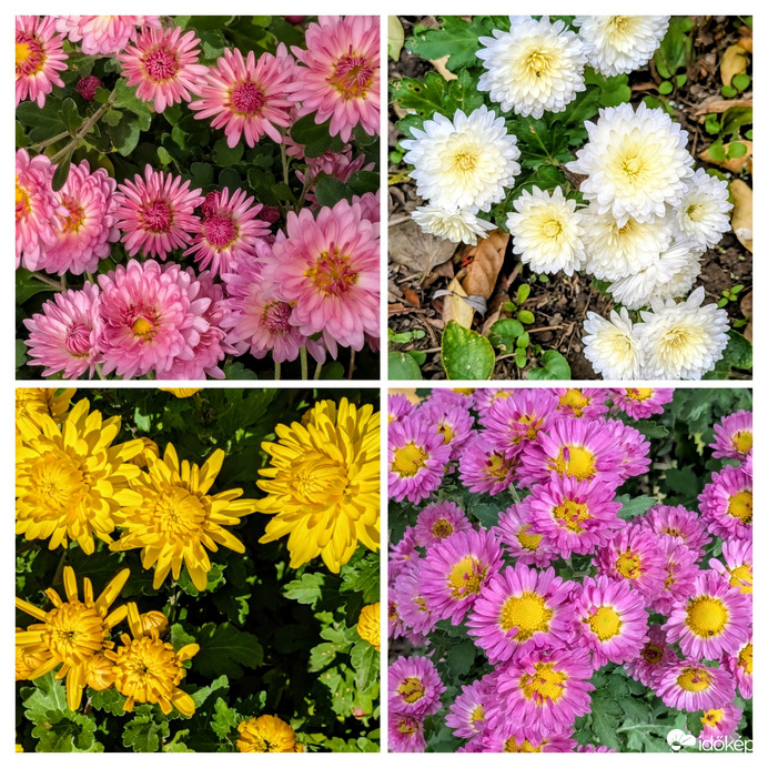 Krizantémok a kertemben2