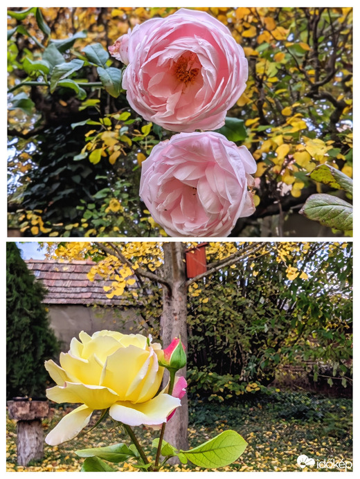 Rózsák őszi környezetben 