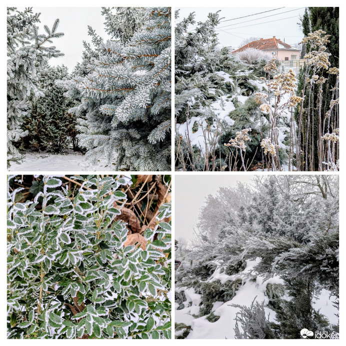Polgárdi, kertem fagyosan 