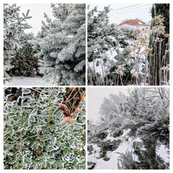 Polgárdi, kertem fagyosan 