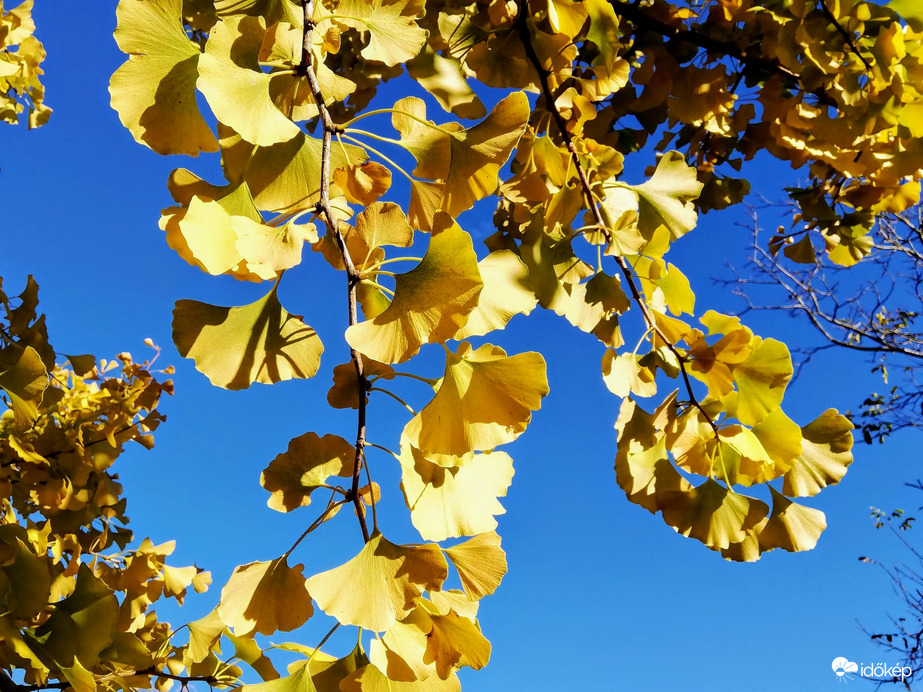 Ginkgo reggeli fényben 2023.11.09.