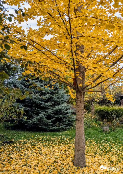 Már vetkőzik a csodás Ginkgo is 