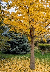 Már vetkőzik a csodás Ginkgo is 