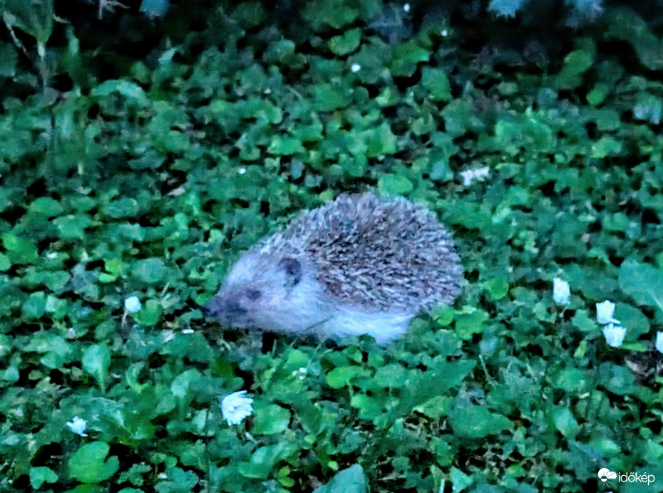 Sünigyerek esti sétán a kertemben :)