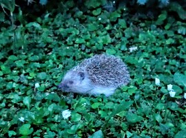 Sünigyerek esti sétán a kertemben :)