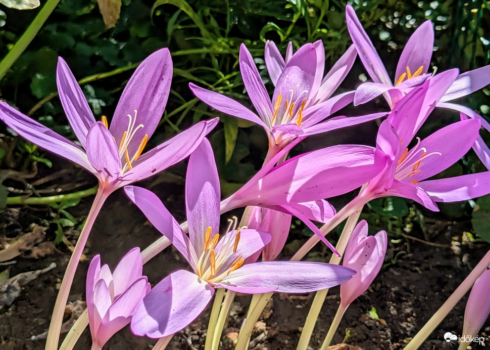 Polgárdi, mára kinyíltak :)