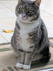 Idegen cica hozott nekem egy levelet! :)