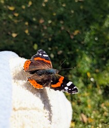 Atalanta a vállamon! Mai fotó:)
