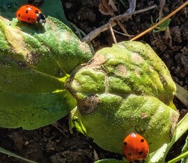 Tavaszt éreznek a Katicák :)