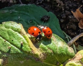 Tavaszt éreznek a Katicák :) 3