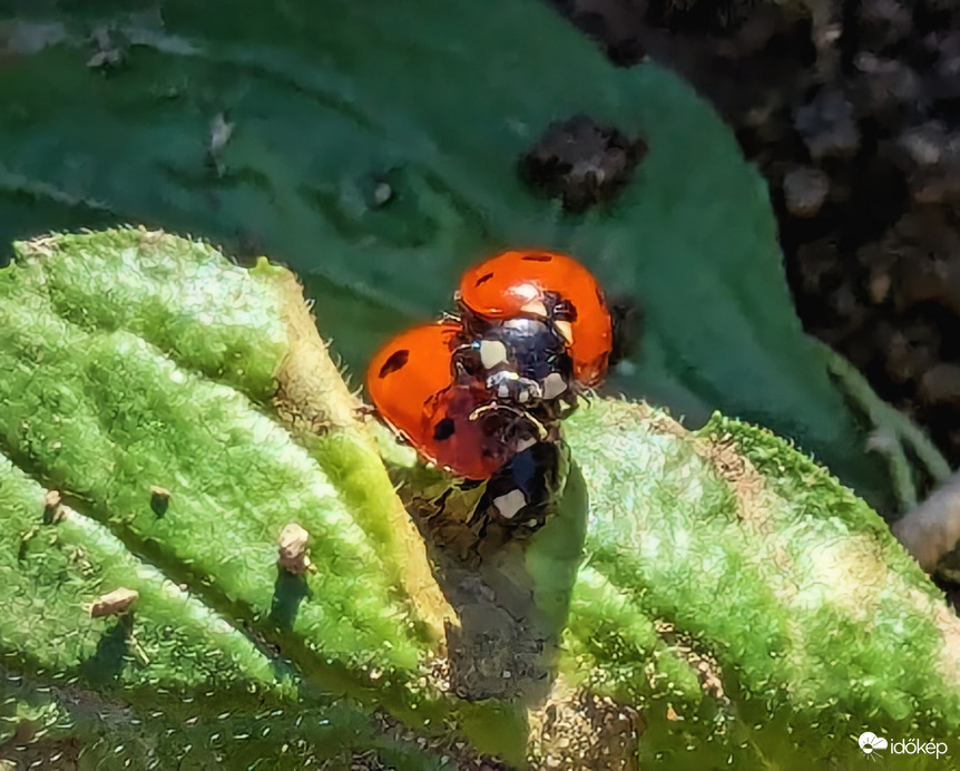 Tavaszt éreznek a Katicák 4