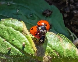 Tavaszt éreznek a Katicák 4