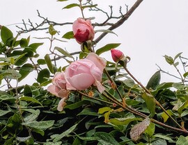 Polgárdi, ködszitálás, szinte szélcsend, 6 C