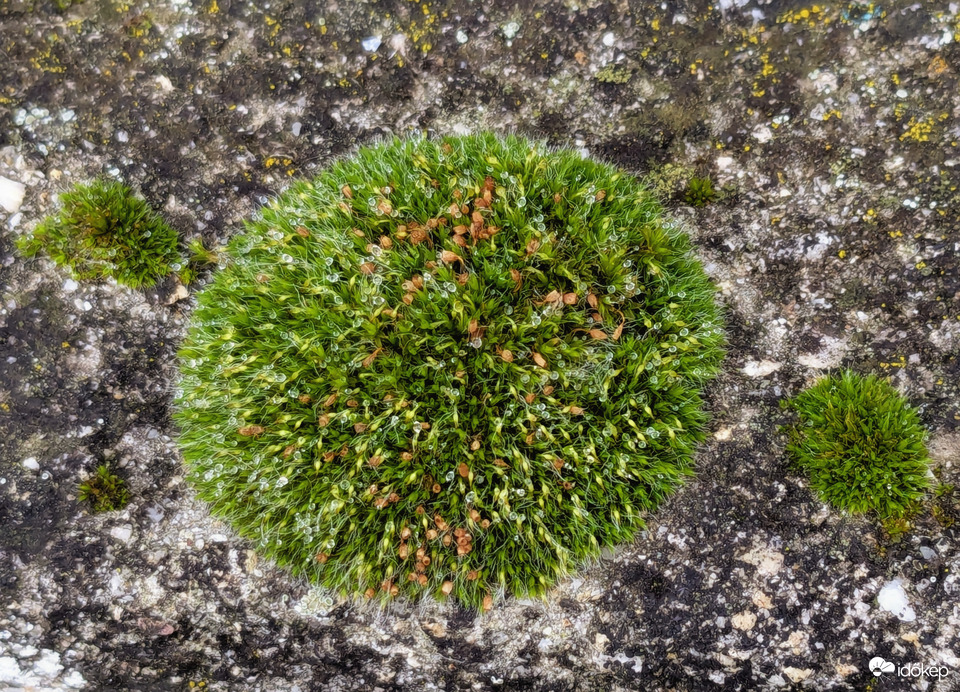 A mohák szeretik ezt az időt 