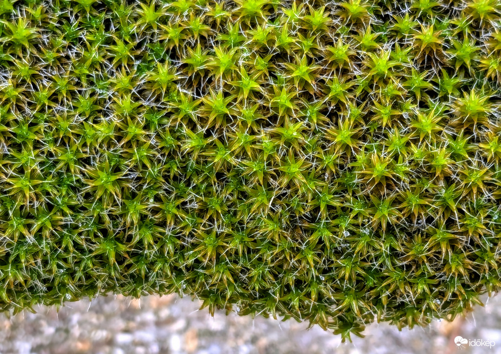 A mohák szeretik ezt az időt 