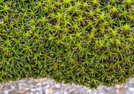 A mohák szeretik ezt az időt 