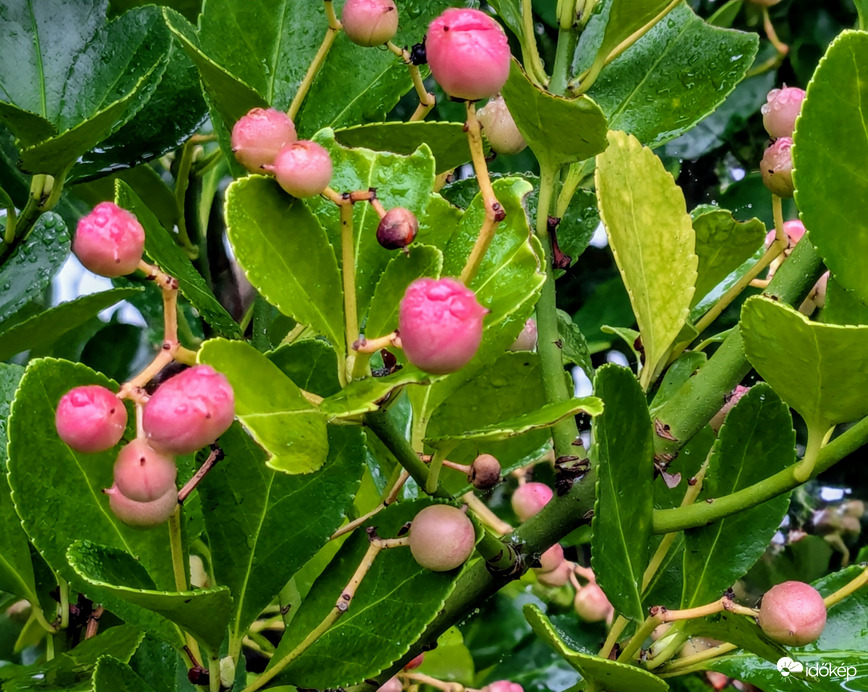 Japán kecskerágó őszi szinekben