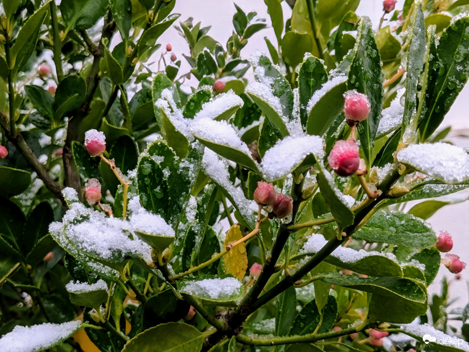 Polgárdi, reggeli hólepel :)