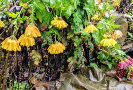 Polgárdi, esőszünetben