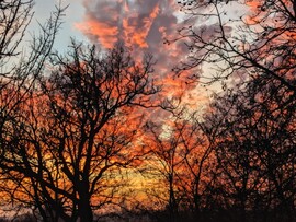 Polgárdi, a fák mögött 