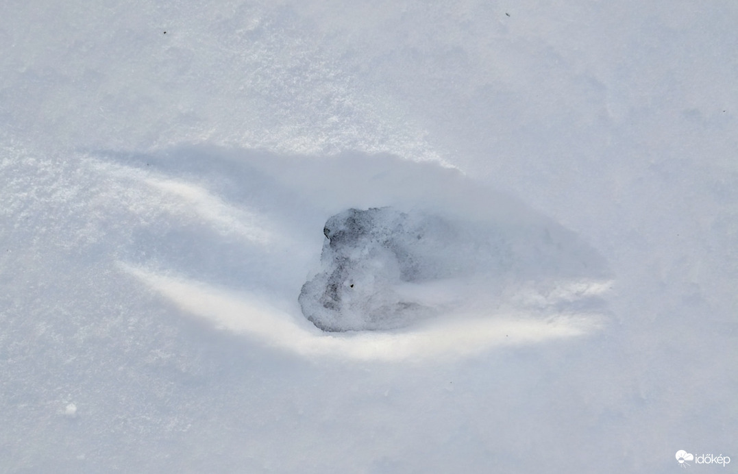 Nyomok a kertemben ma reggel :)