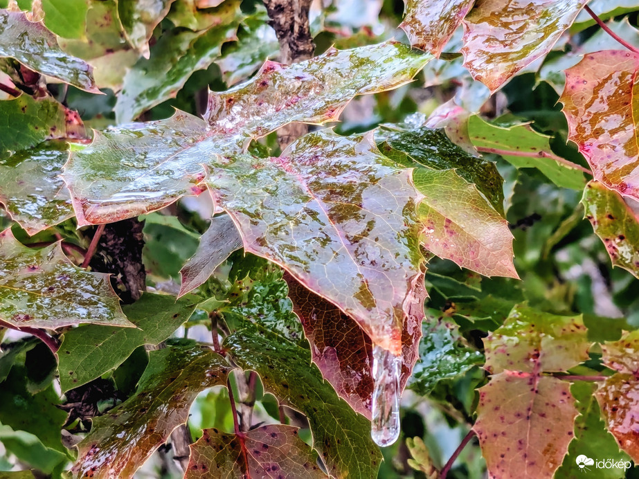 Polgárdi, ónos eső a növényeken