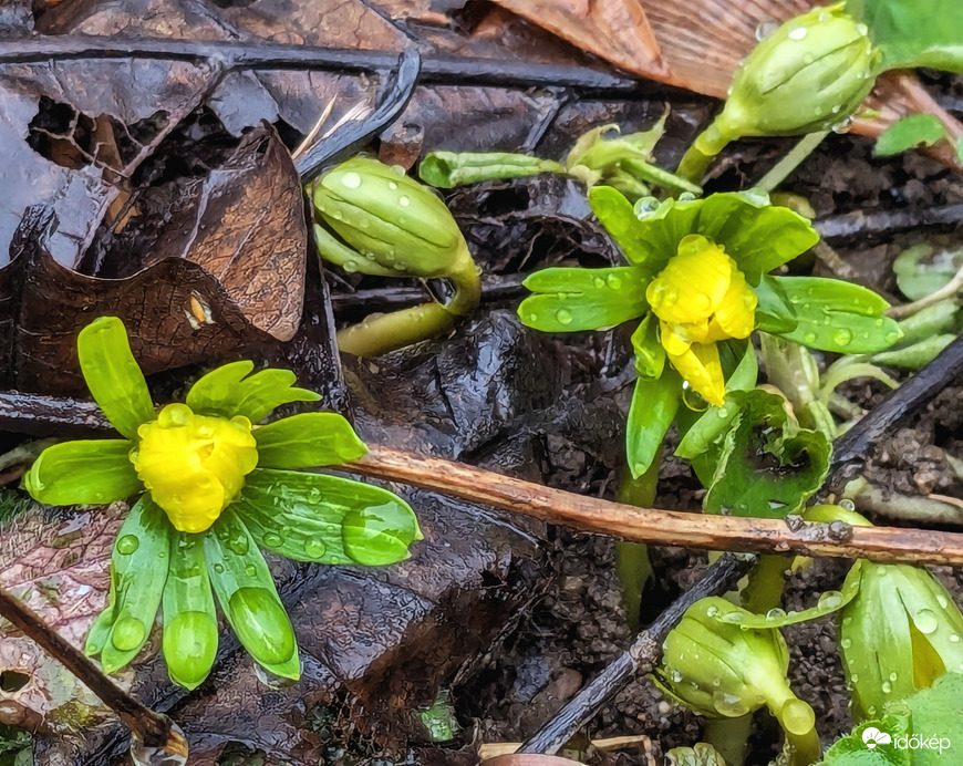 Polgárdi, már mutatja magát a Téltemető is!