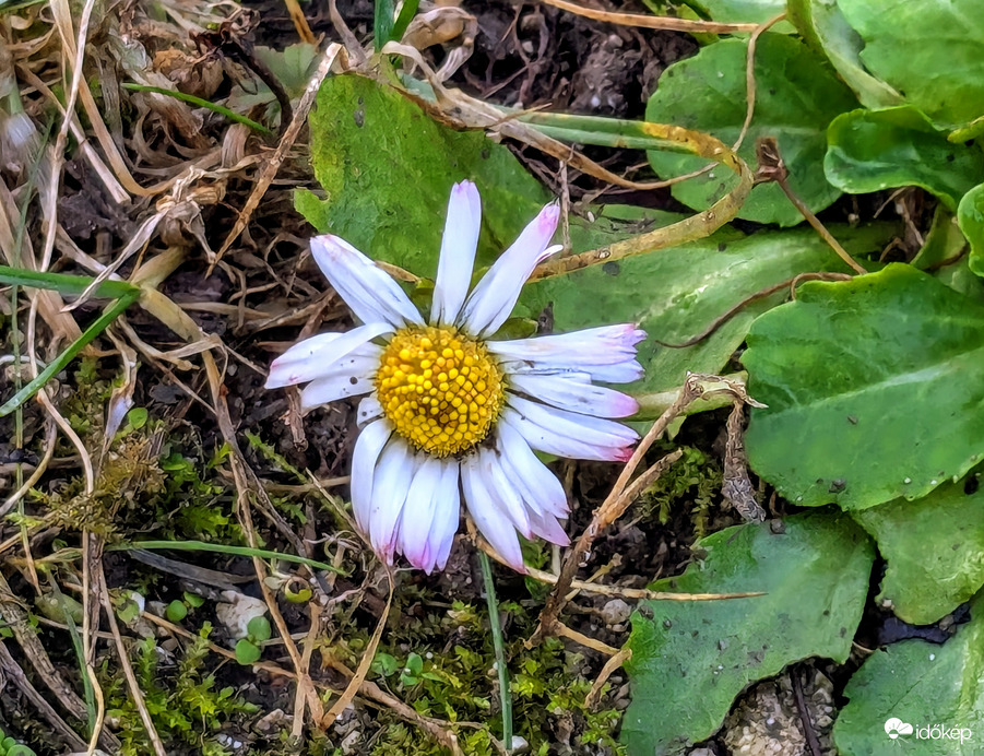 Kissé megviselt, februári Százszorszép 