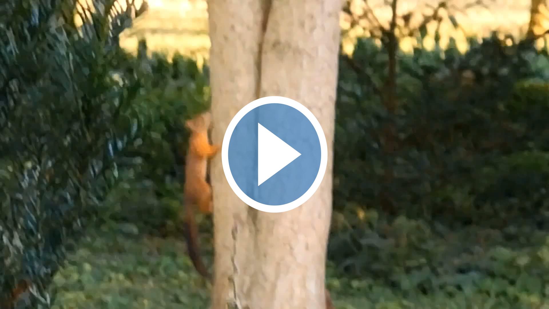 Videók és filmek