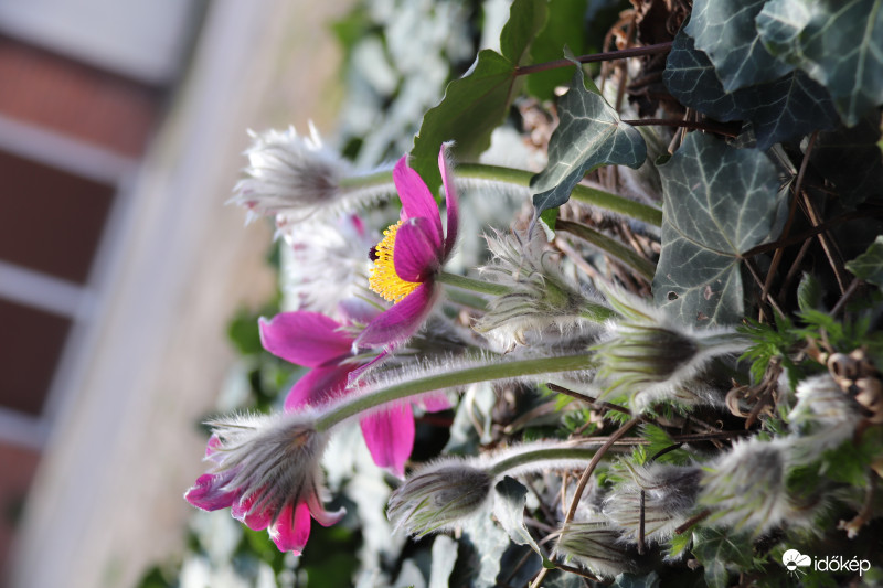 Pulsatilla grandis