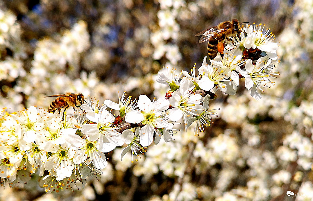Kökény bokron gyűjtögetők