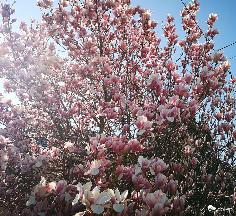 Magnólia (liliomfa) 