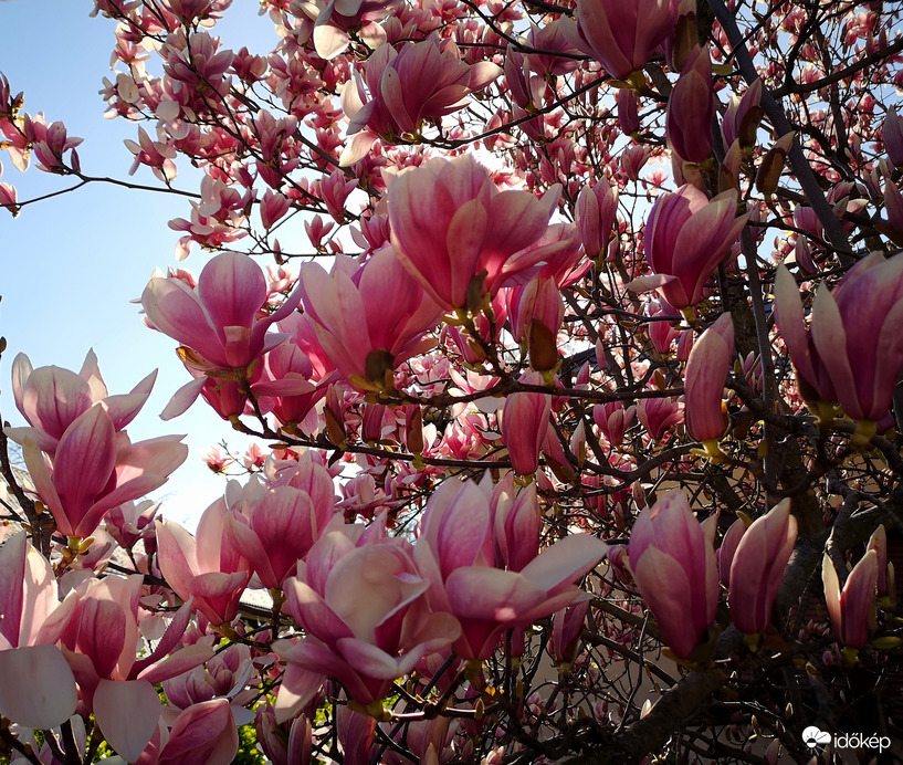 Magnólia