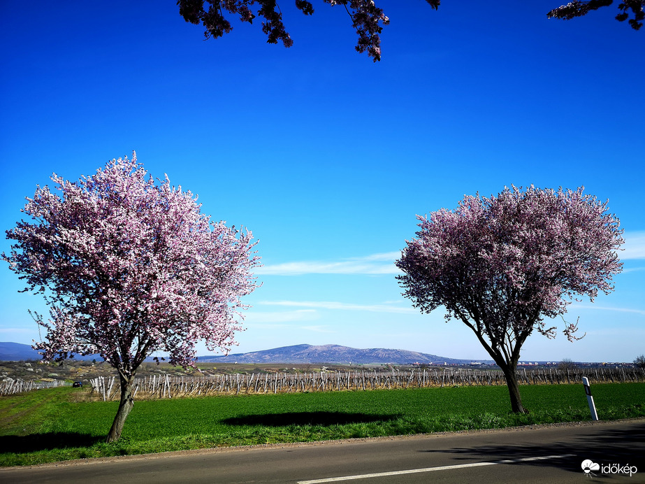 Nyílnak a vérszilvák