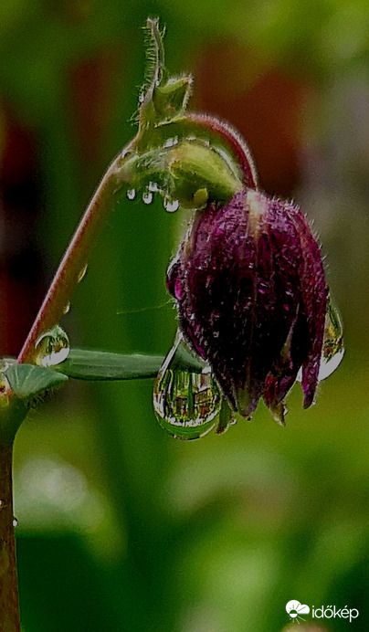 Szent György napján