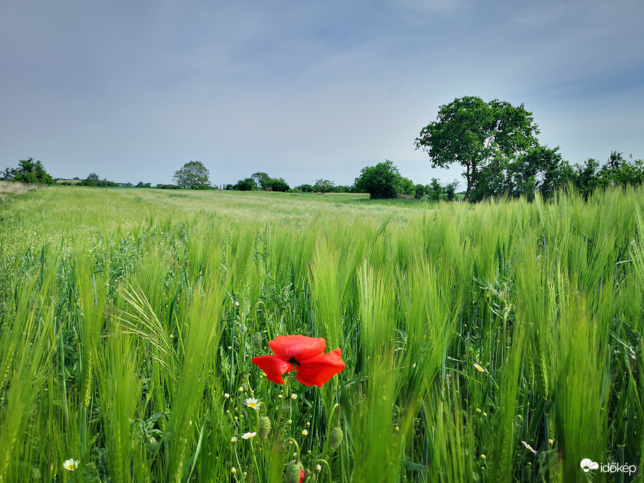 Kalászba szökkent az árpa