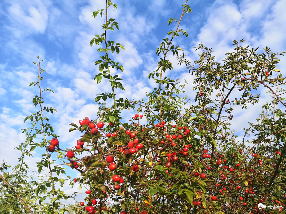 Piros bogyók, kék ég