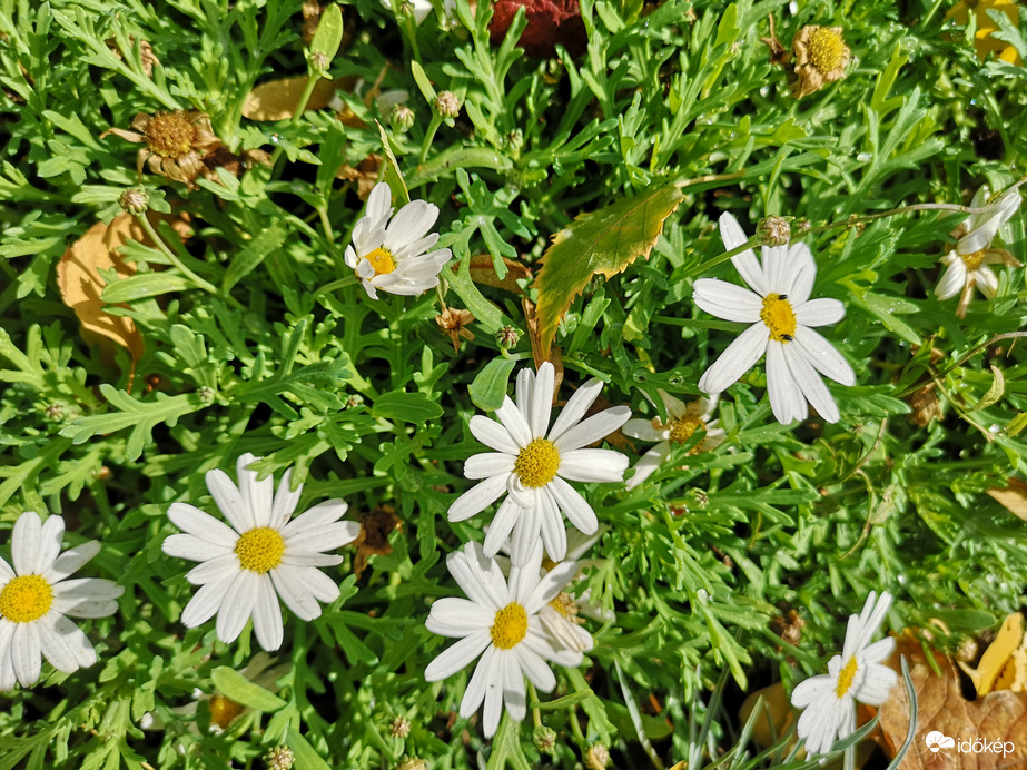 Margaréták az őszi avarban