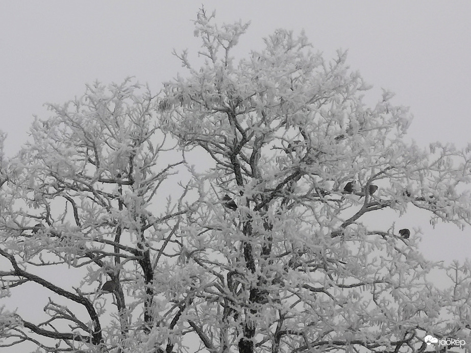 Ködös, zúzmarás időben 