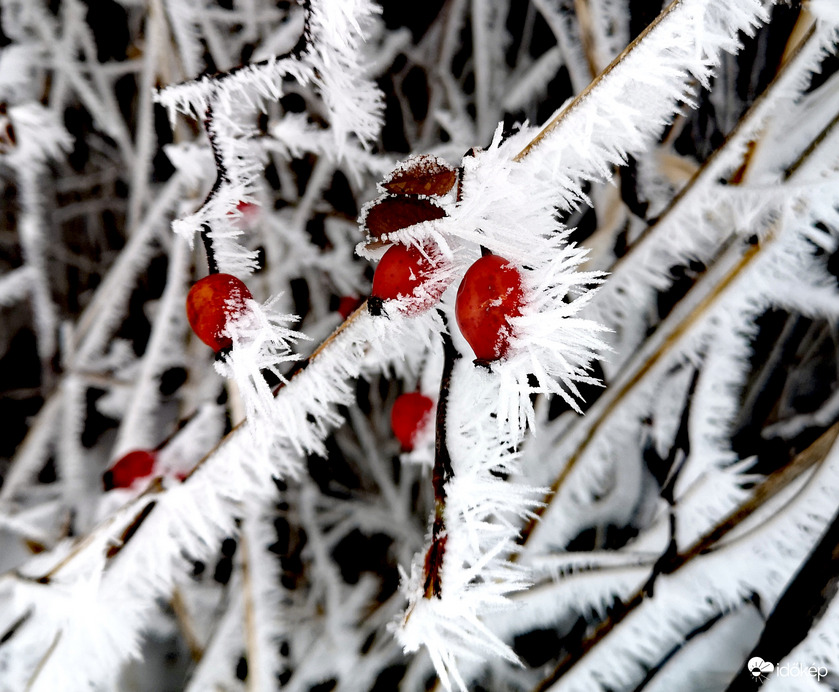 A tél gyümölcsei 
