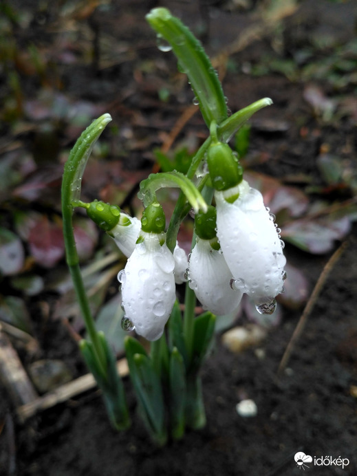 Hóvirágok esőben 
