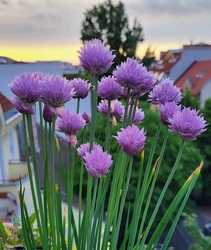 csokolade19 fotója