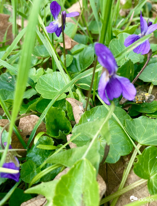 Budapest IV.ker - Újpest