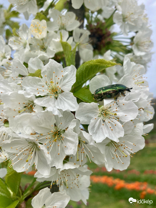 Pilisborosjenő