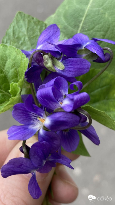 Budapest IV.ker - Újpest