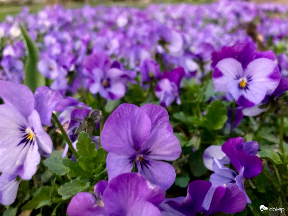 Budapest IV.ker - Újpest