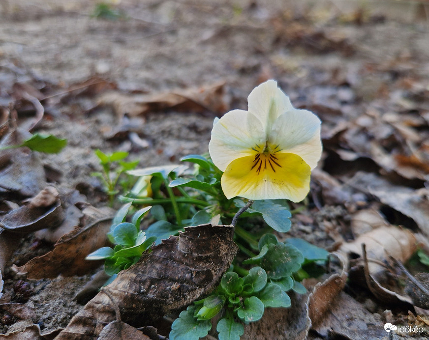 Árvácska - az örök klasszikus