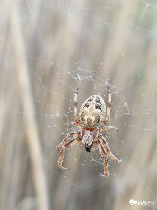 Nádszálak között 